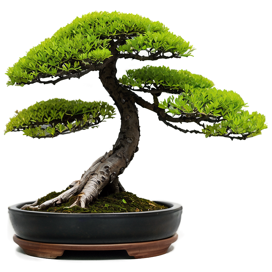 Bonsai Silhouette Png 77