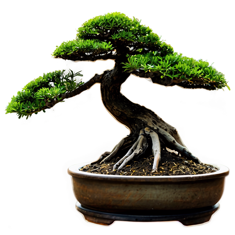 Bonsai Silhouette Png Agx