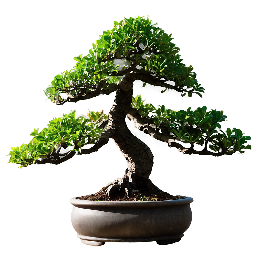 Bonsai Silhouette Png Kcc