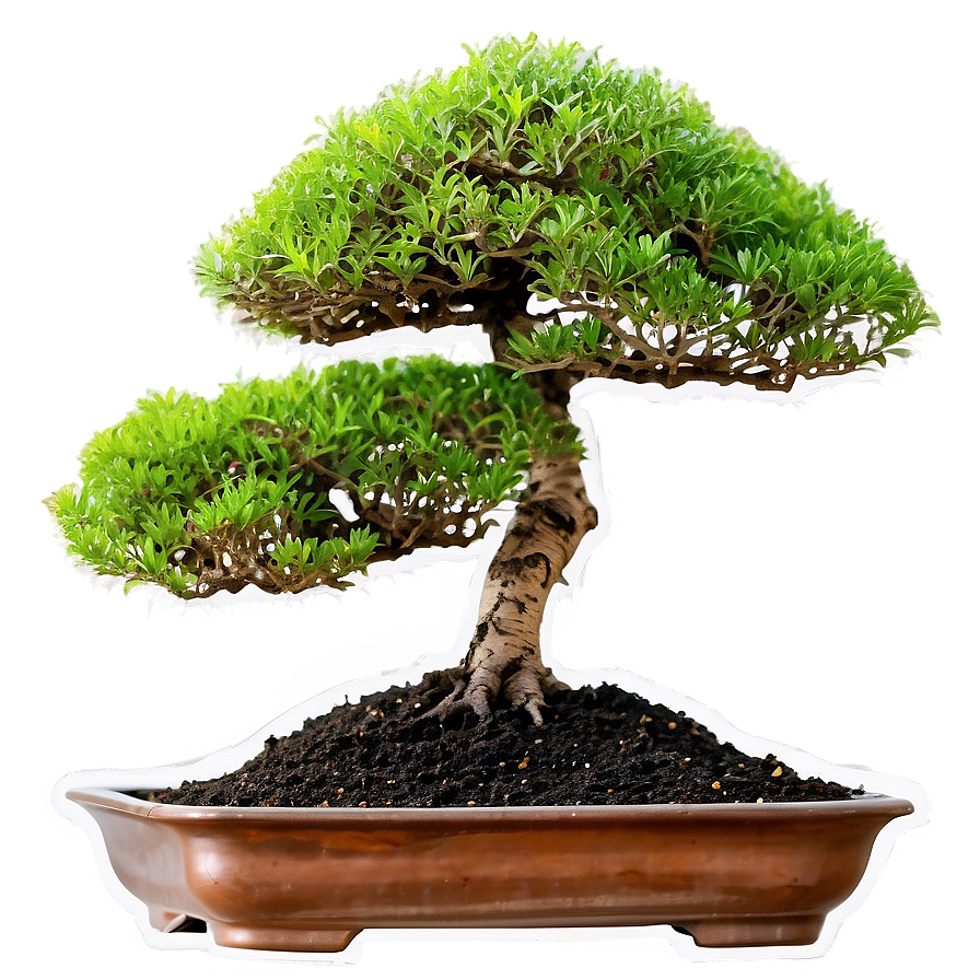 Bonsai Soil Types Png Hps9