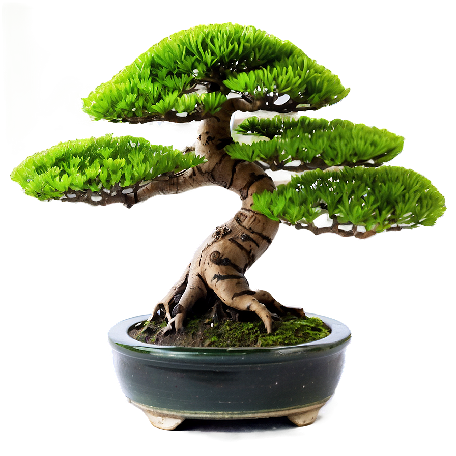 Bonsai Tree Accessories Png 3