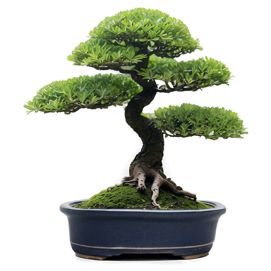 Bonsai Tree Accessories Png Hds