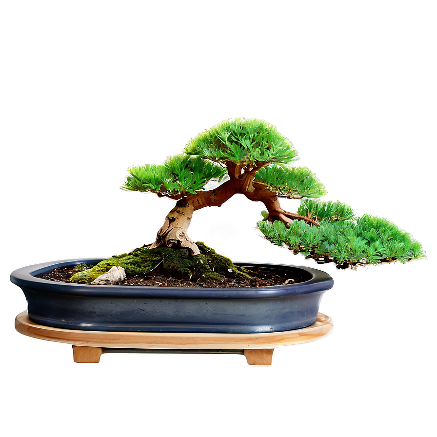 Bonsai Tree Art Png Bwl