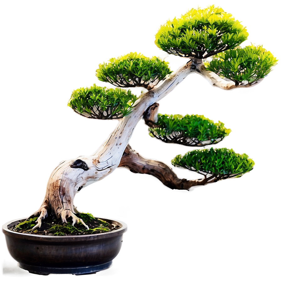 Bonsai Tree At Sunrise Png 34