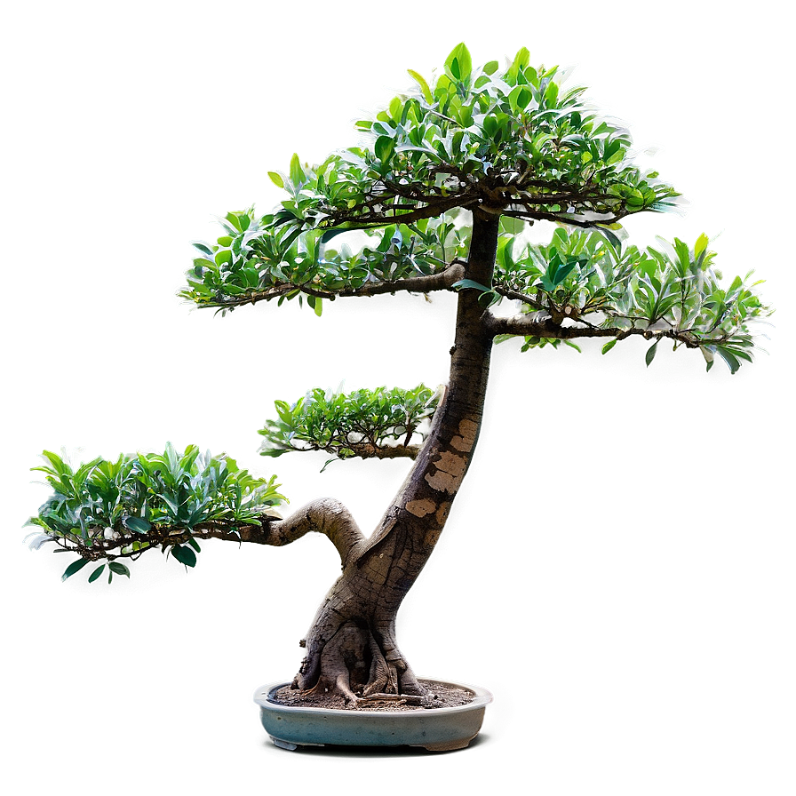 Bonsai Tree Branch Png 05252024