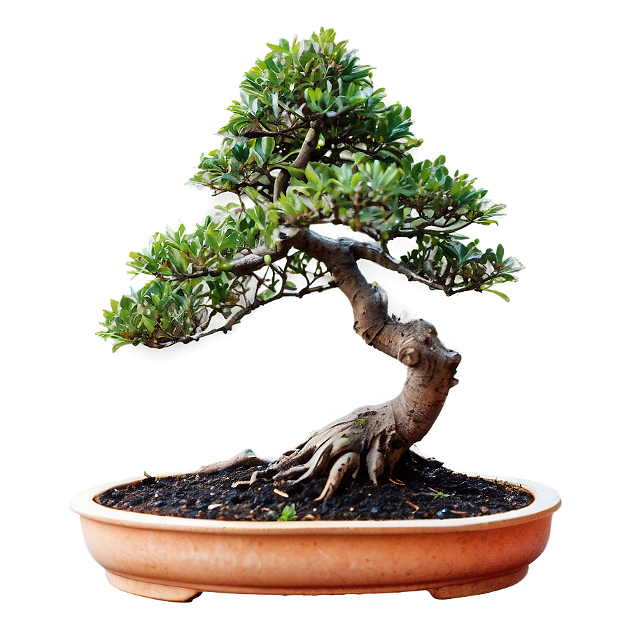 Bonsai Tree Branch Png Poi51