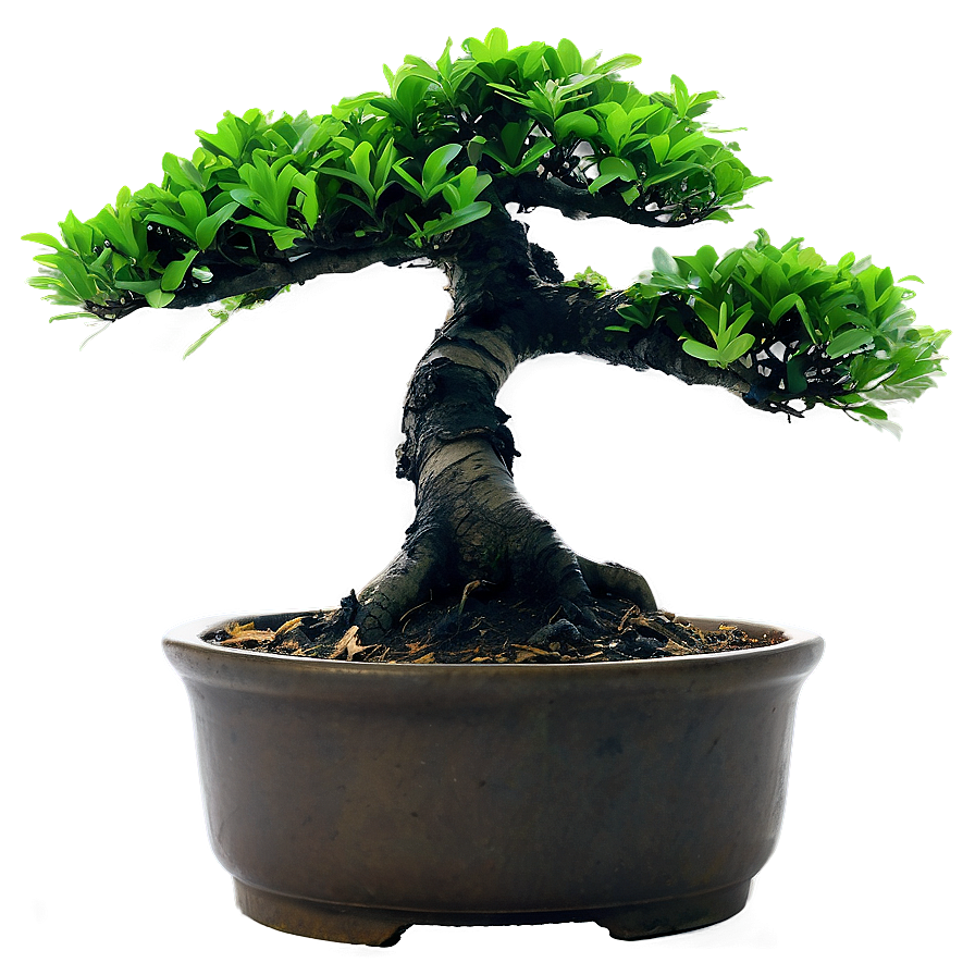 Bonsai Tree Leaves Png 42