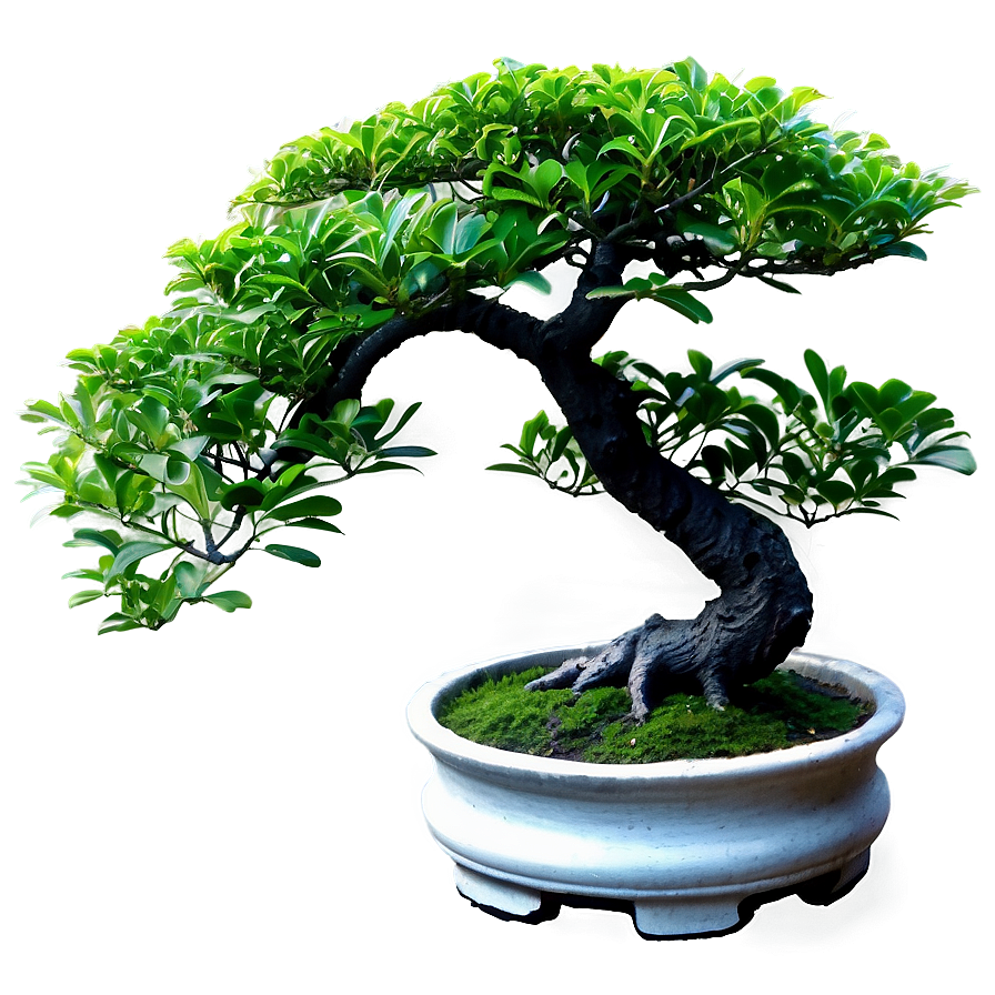 Bonsai Tree Leaves Png Yur12