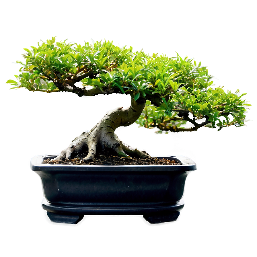 Bonsai Tree Shapes Png 06252024