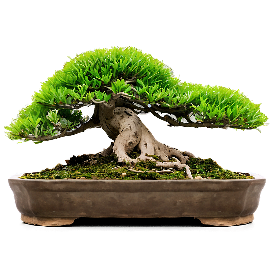 Bonsai Tree Shapes Png 06252024