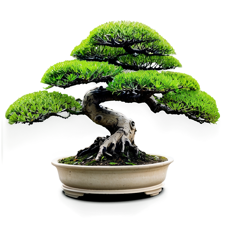 Bonsai Tree Shapes Png Gjp