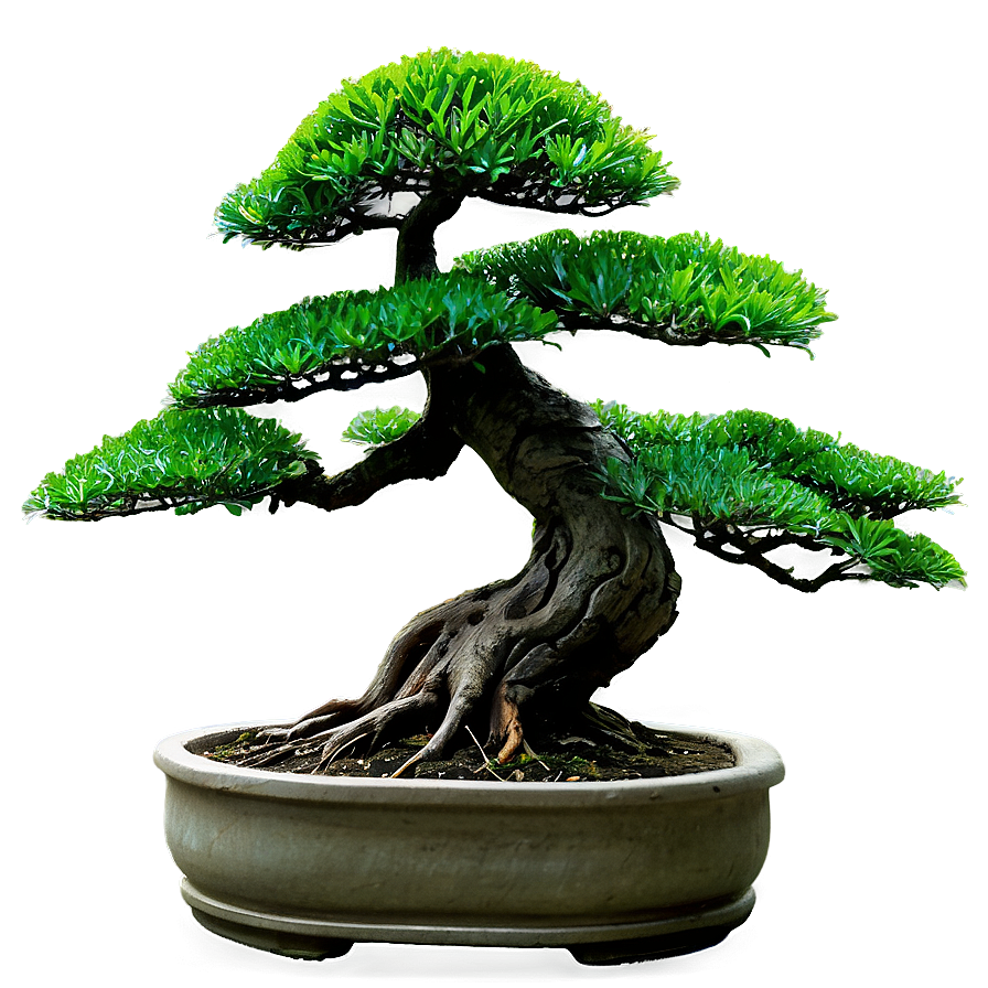 Bonsai Tree Shapes Png Ufk