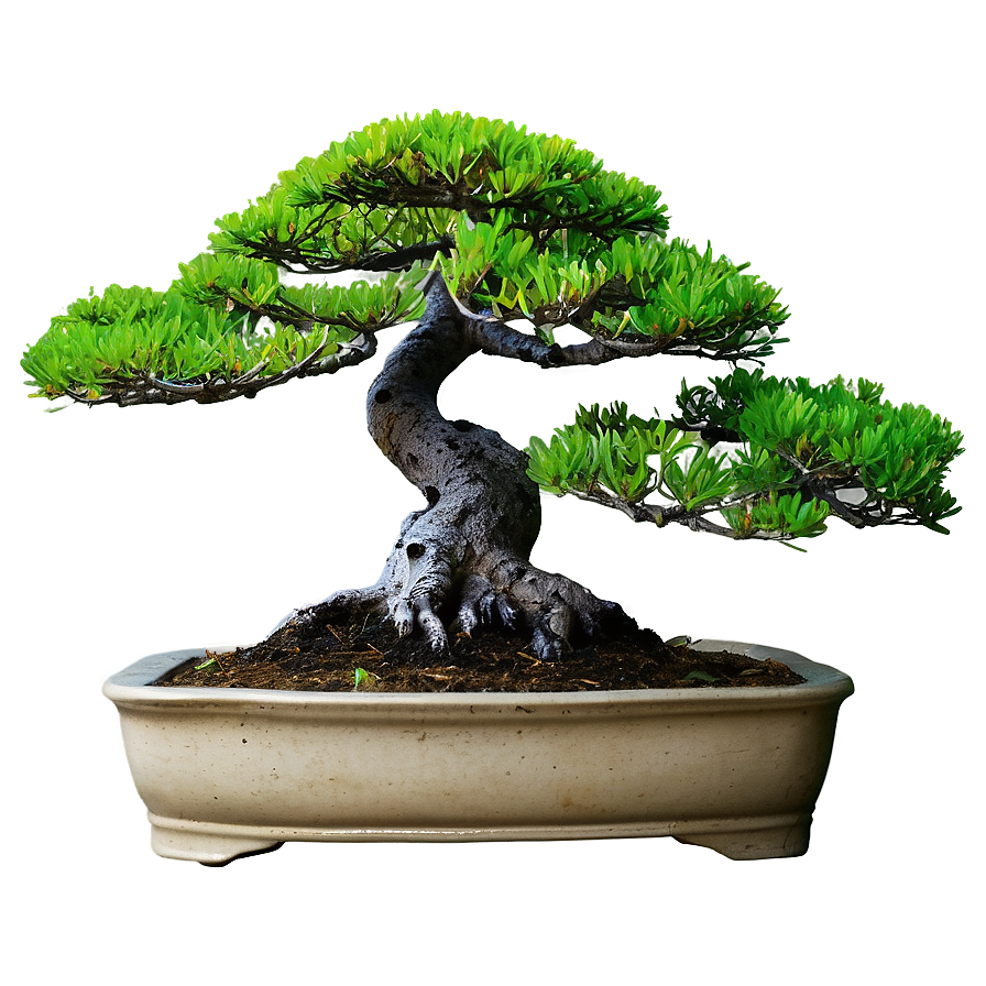 Bonsai Tree Silhouette Png Mpv24