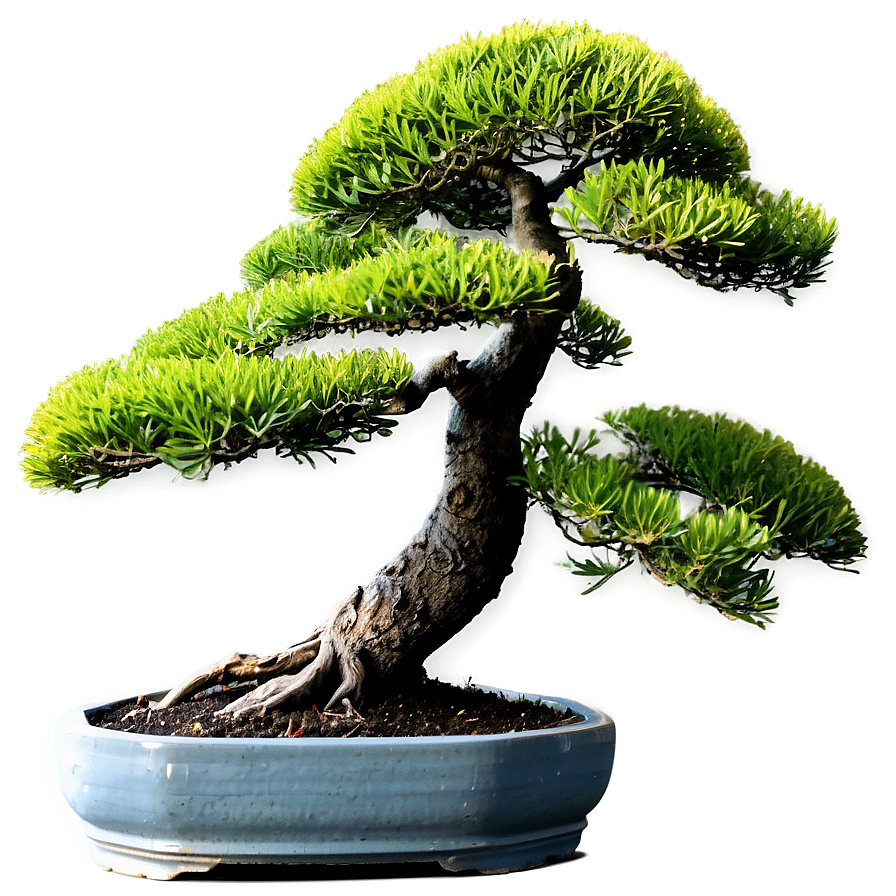 Bonsai Tree Toolkit Png 06202024