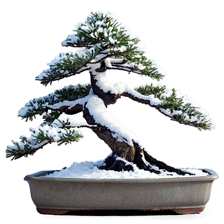 Bonsai Tree Winter Care Png 06252024