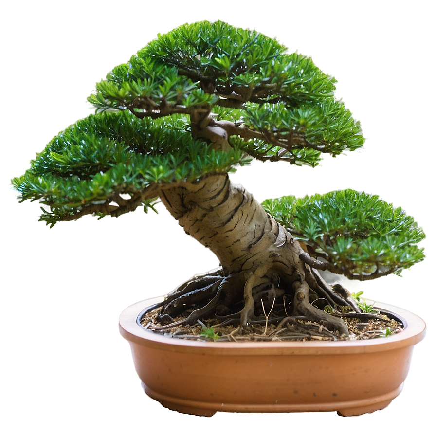 Bonsai Tree Winter Care Png 06252024