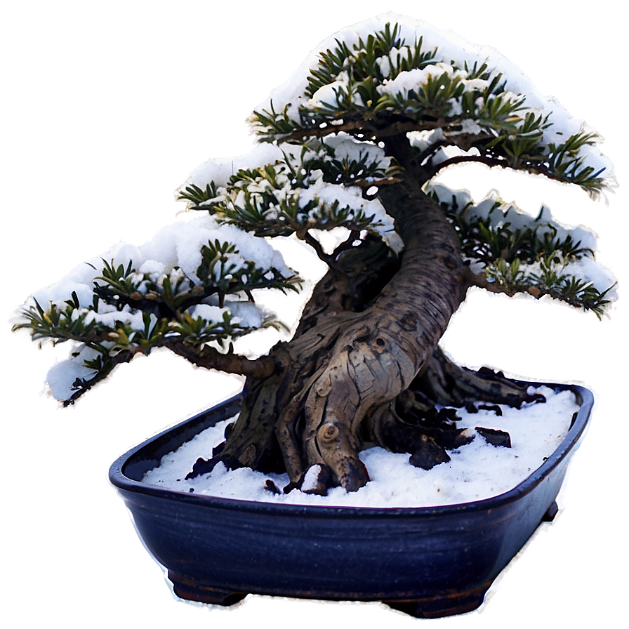 Bonsai Tree Winter Care Png Aot