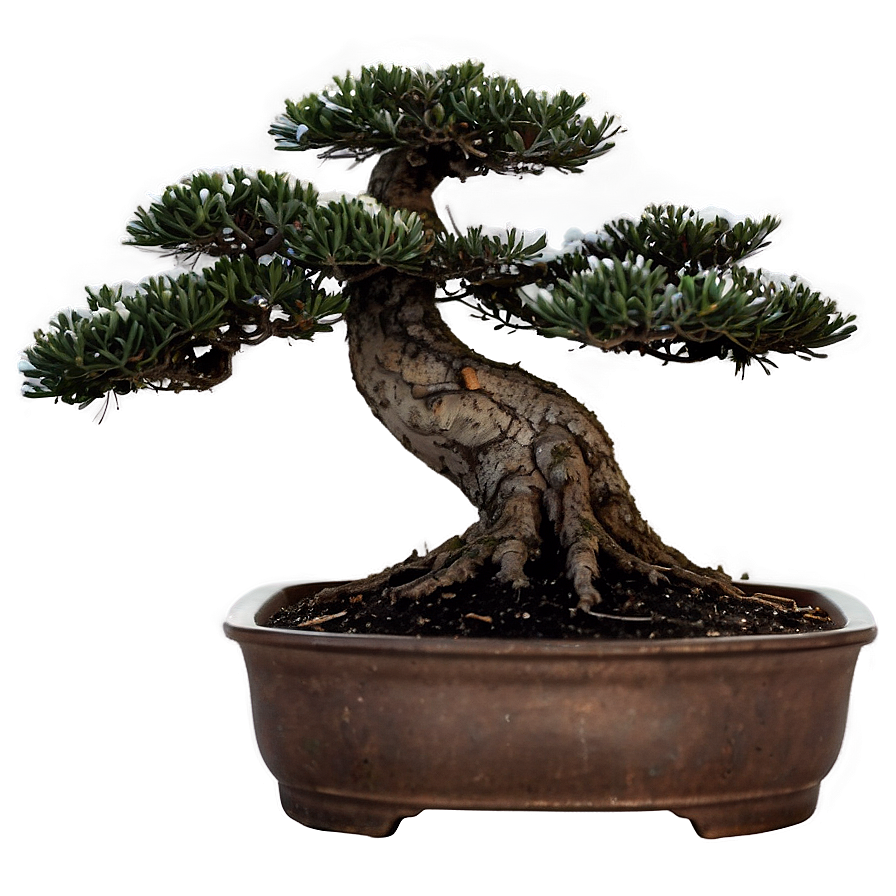 Bonsai Tree Winter Care Png Esn60