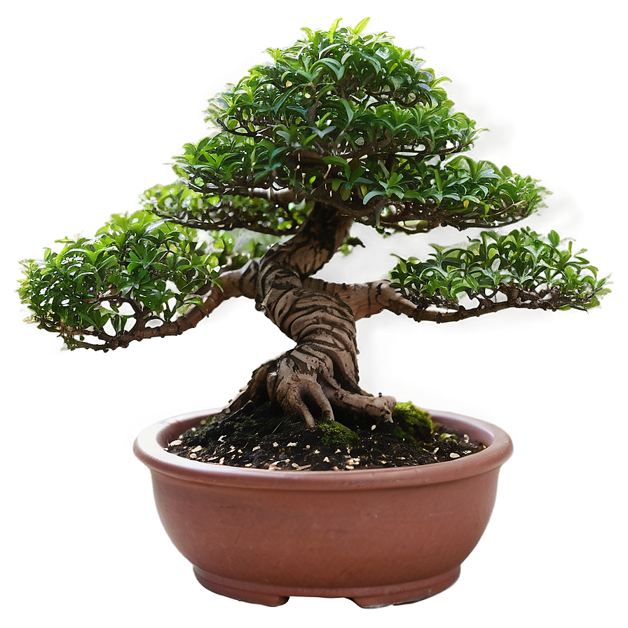 Bonsai Watering Tips Png 06252024