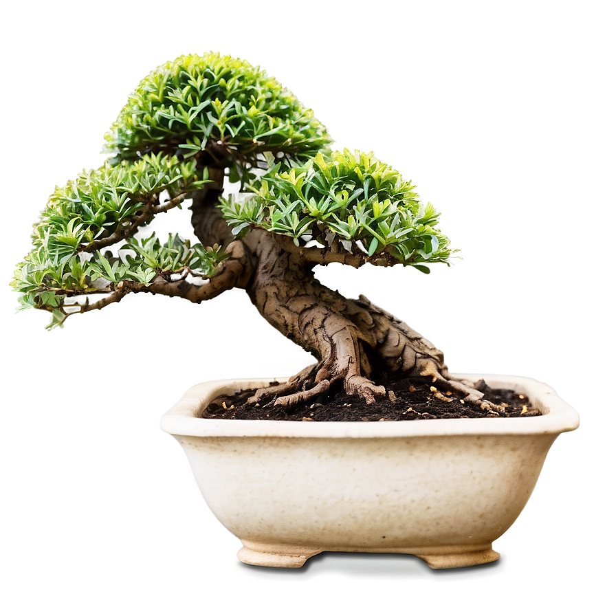 Bonsai Watering Tips Png 06252024