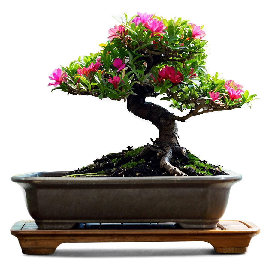 Bonsai Watering Tips Png Iqh