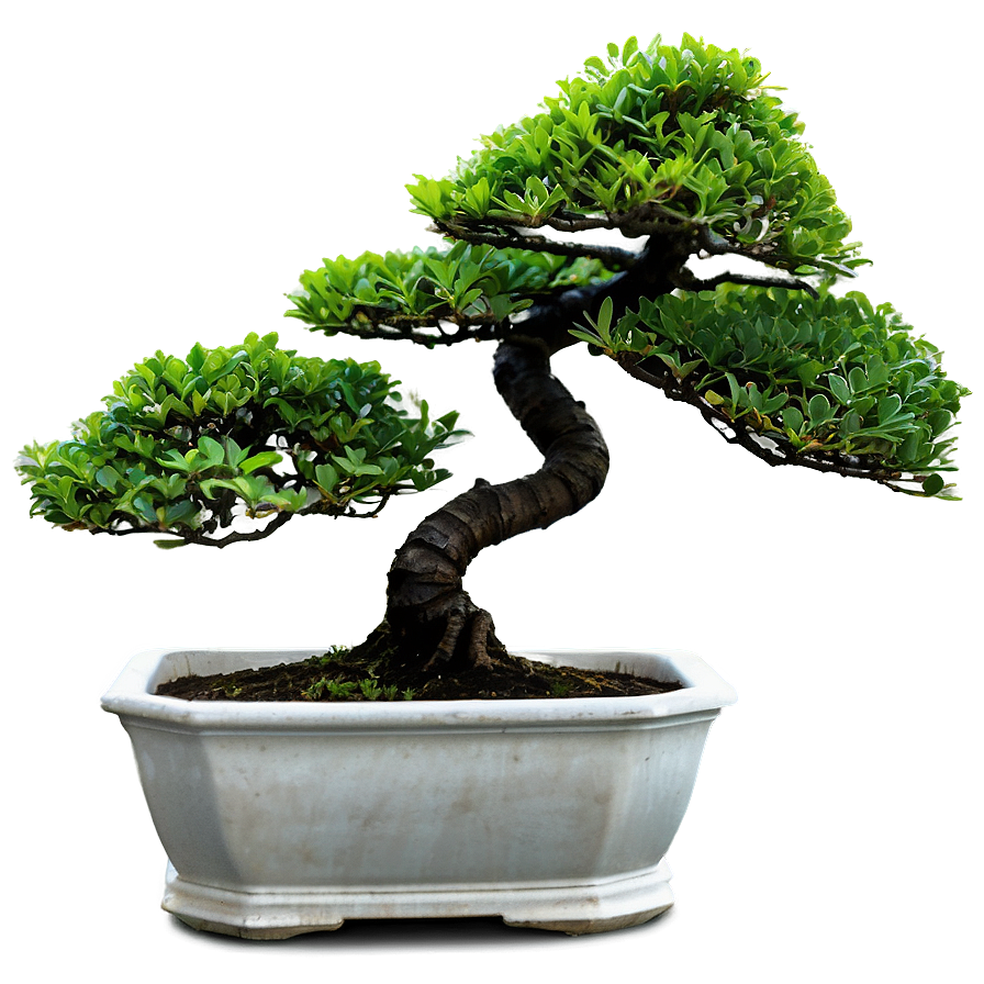 Bonsai Watering Tips Png Mty30