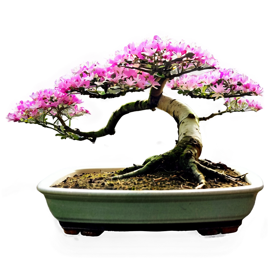 Bonsai Workshop Png 06252024