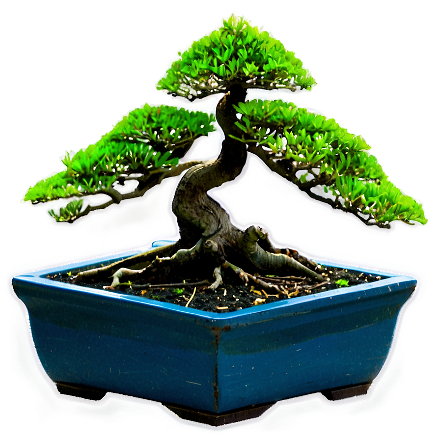 Bonsai Workshop Png 84