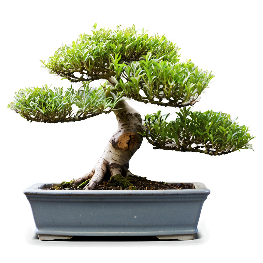 Bonsai Workshop Png Lxr