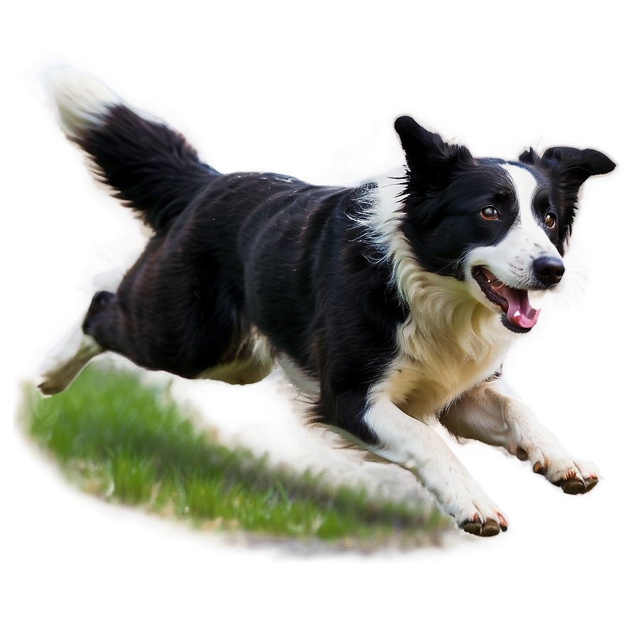 Border Collie Running Png 06132024