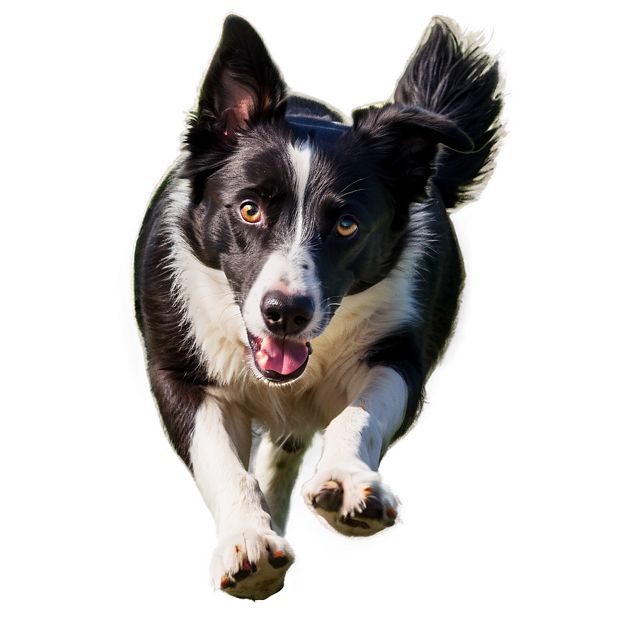 Border Collie Running Png Wfh