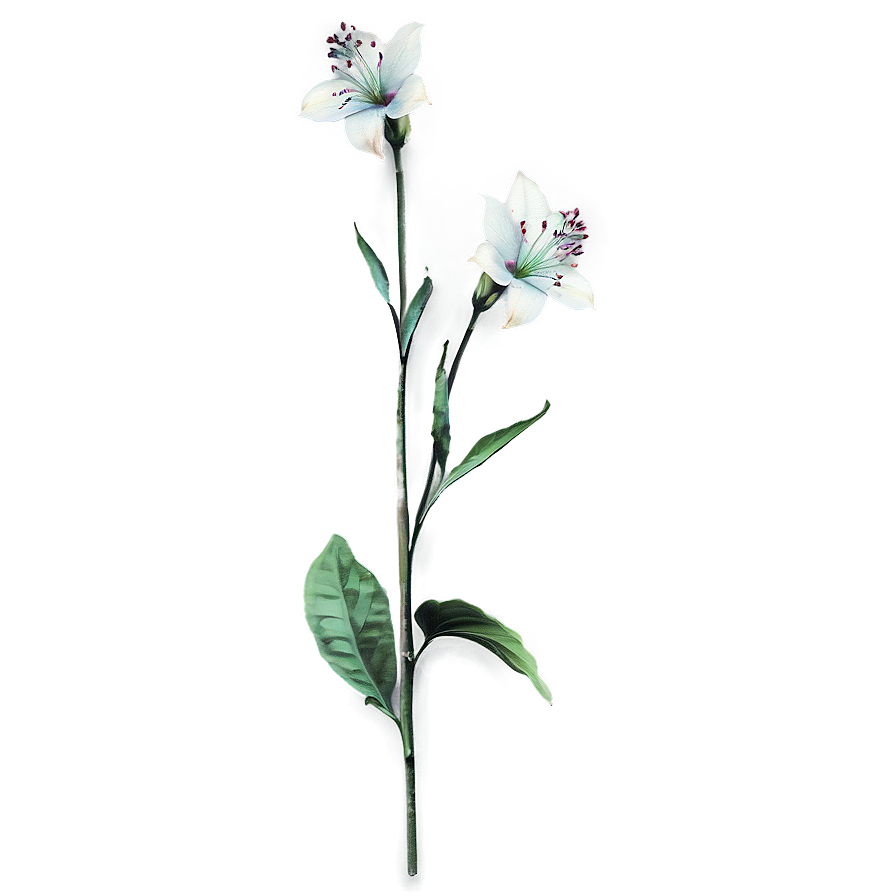 Botanical Flower Stem Png Yom40