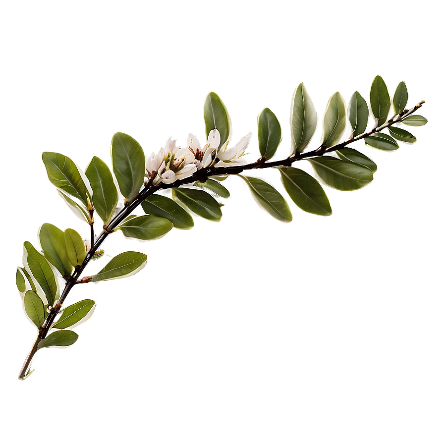 Botanical Laurel Arrangement Png 06262024