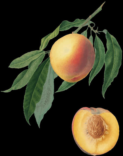 Botanical Peach Illustration