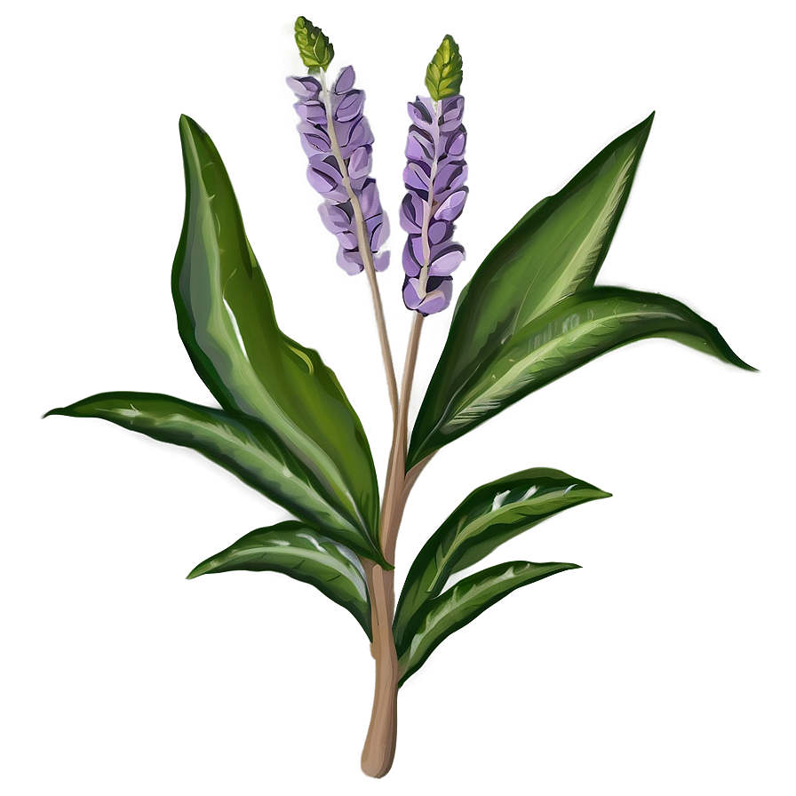 Botanical Study Drawing Png 31