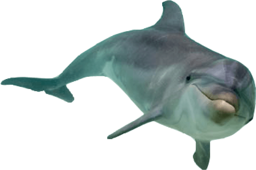 Bottlenose Dolphin Isolated