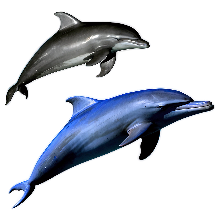 Bottlenose Dolphins Png 46