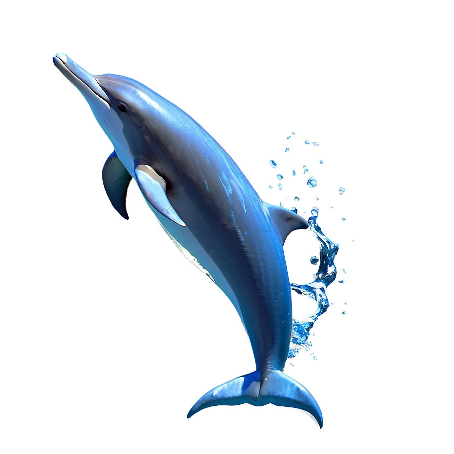 Bottlenose Dolphins Png Jtv15