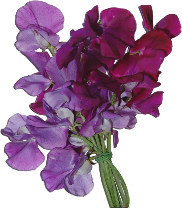 Bouquetof Sweet Peas Flowers