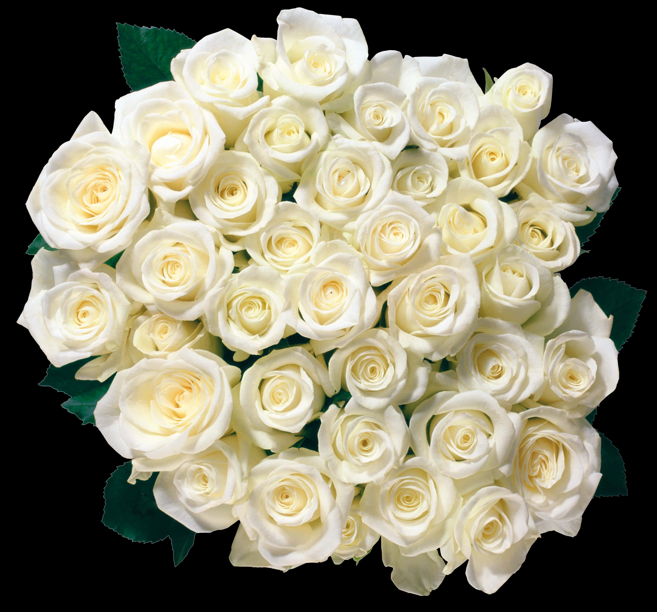 Bouquetof White Roses