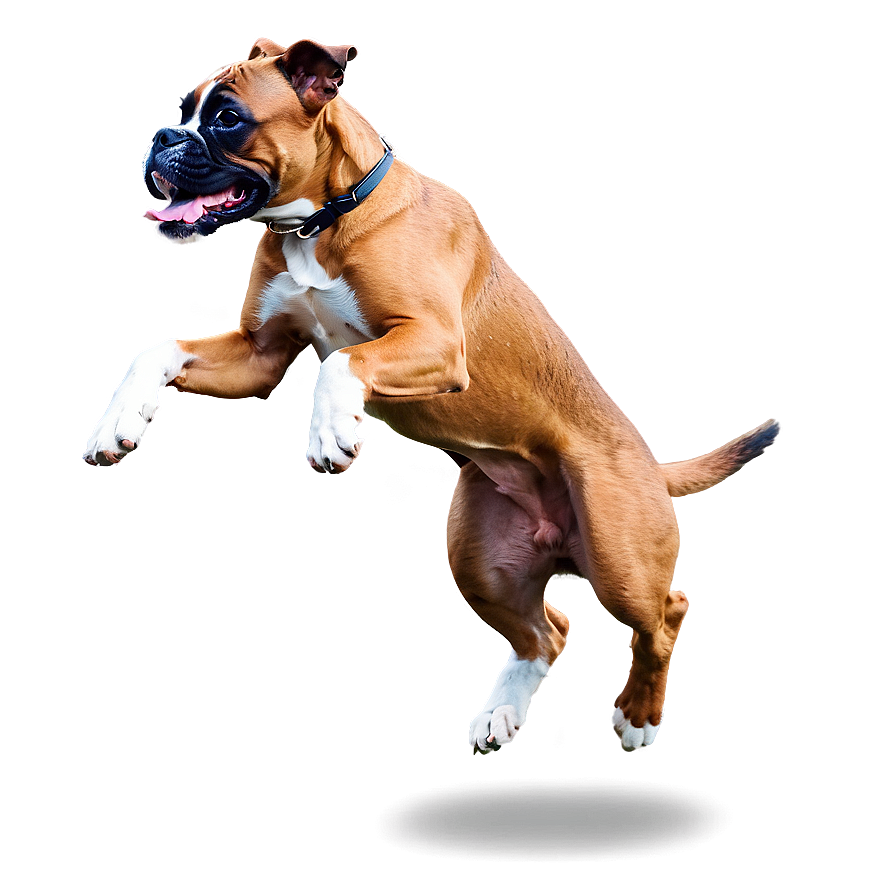 Boxer Dog Jumping Png Uge84