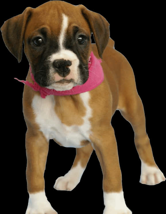 Boxer Puppy With Pink Scarf