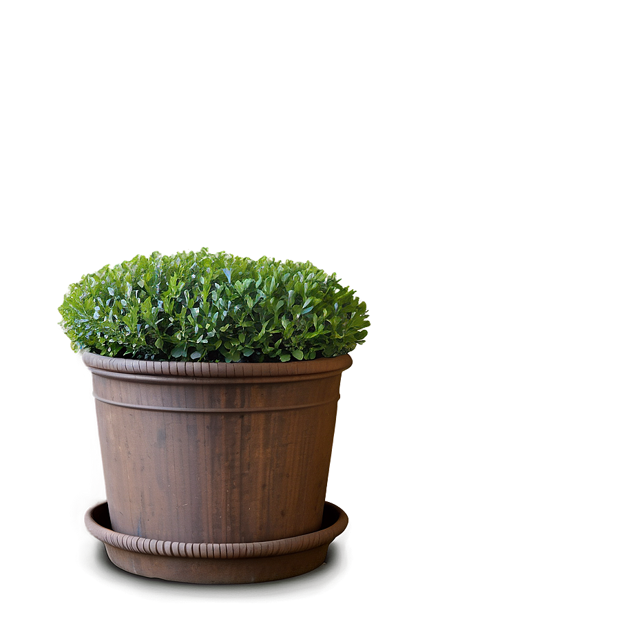 Boxwood Backdrop Png 06212024