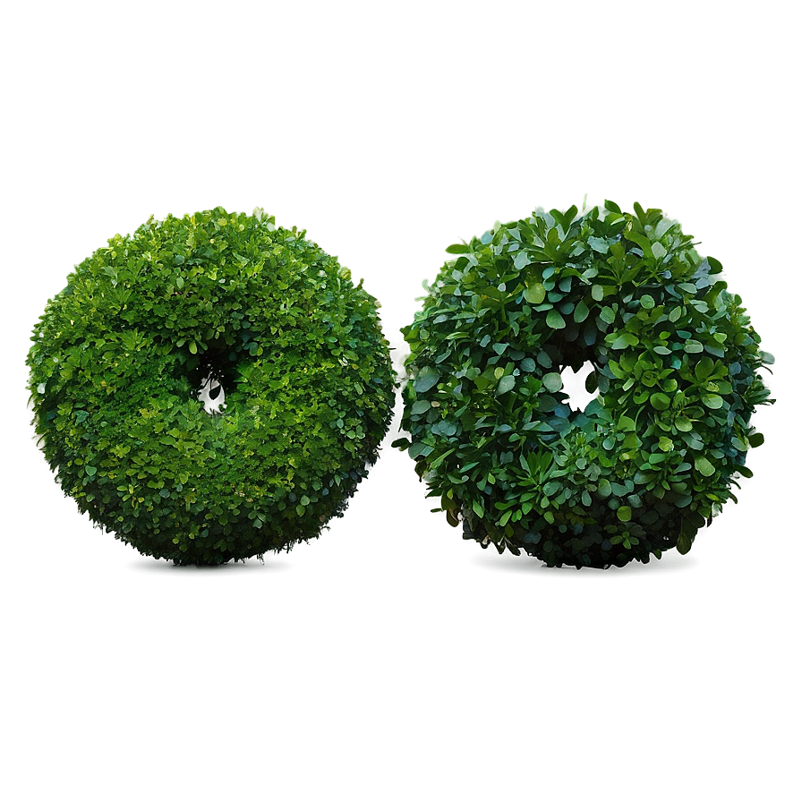 Boxwood Circle Png 32