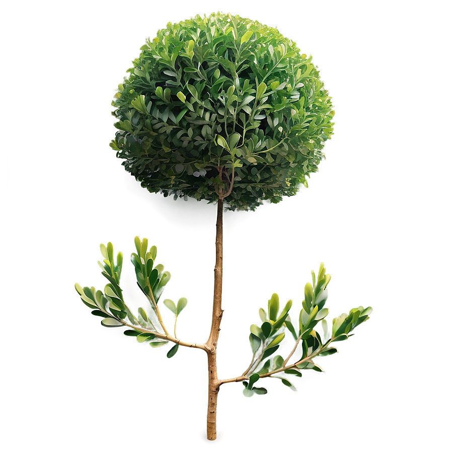 Boxwood Clipping Png 59