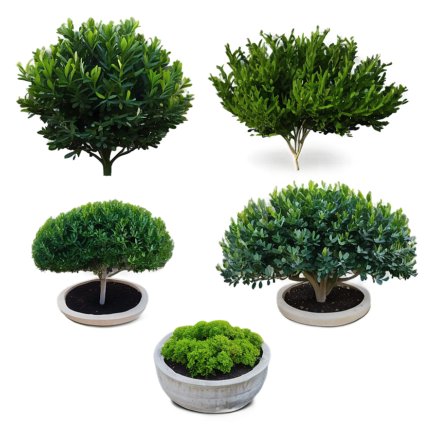 Boxwood Collection Png Xhy