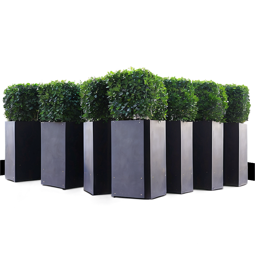 Boxwood For Event Decor Png 06212024