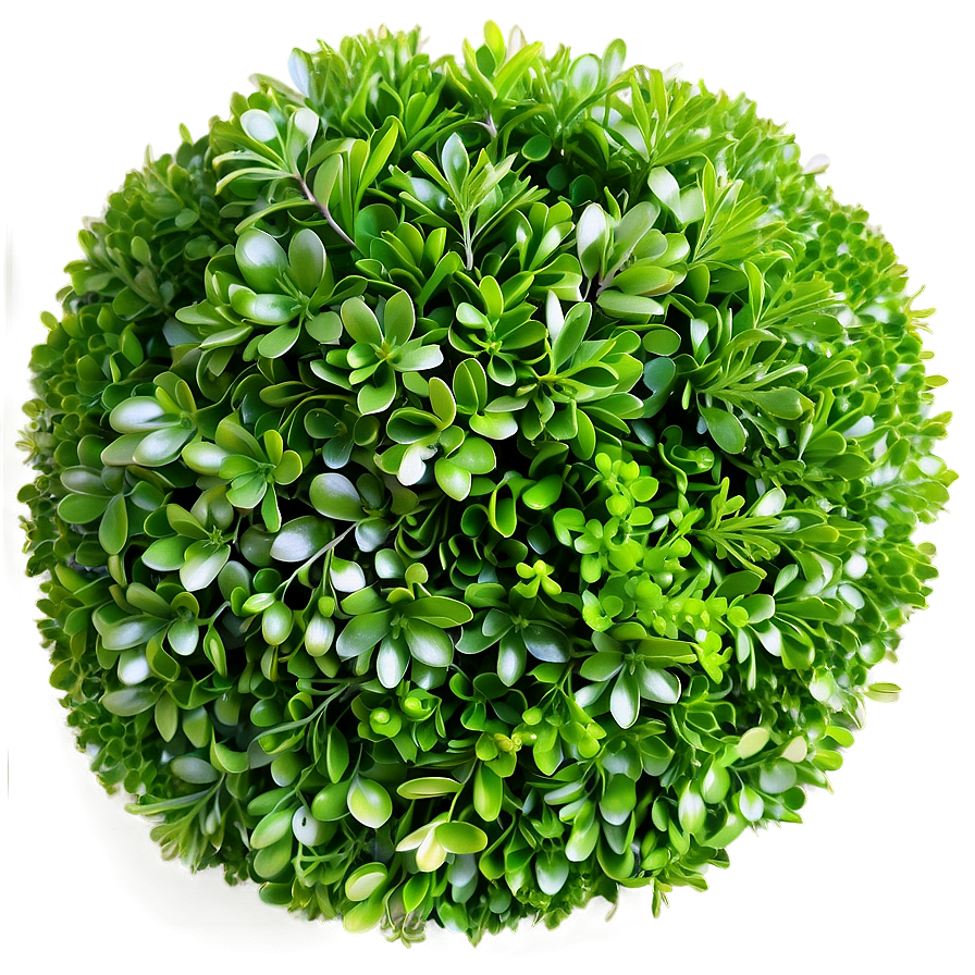 Boxwood Greenery Png Iqu