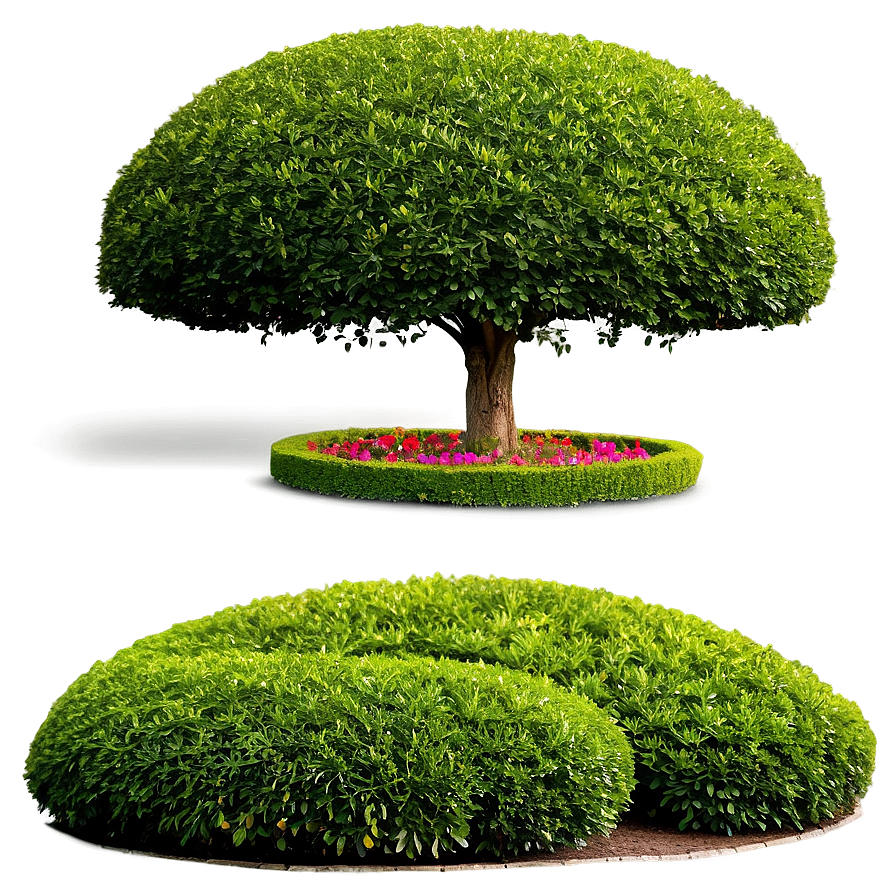 Boxwood Landscape Png 41