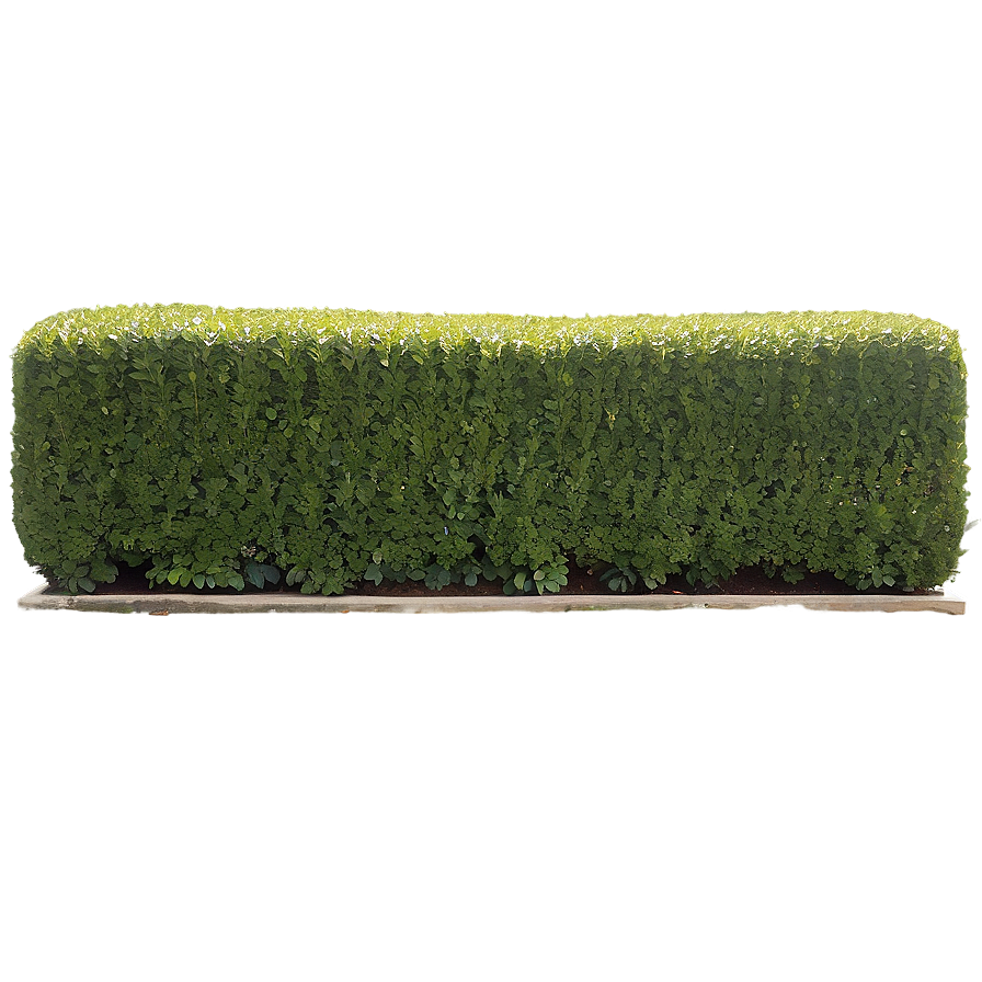 Boxwood Landscape Png Otq86